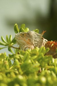 Preview wallpaper iguana, grass, climbing, plant