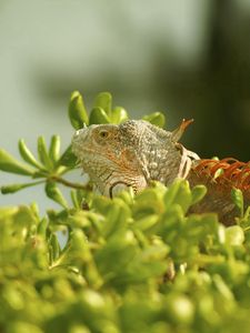 Preview wallpaper iguana, grass, climbing, plant