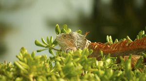 Preview wallpaper iguana, grass, climbing, plant