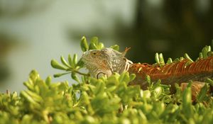 Preview wallpaper iguana, grass, climbing, plant