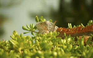 Preview wallpaper iguana, grass, climbing, plant