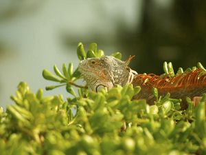 Preview wallpaper iguana, grass, climbing, plant