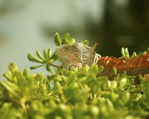 Preview wallpaper iguana, grass, climbing, plant