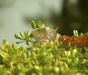 Preview wallpaper iguana, grass, climbing, plant