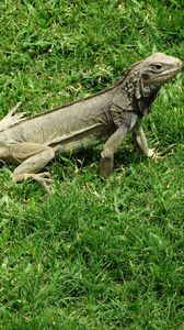 Preview wallpaper iguana, grass, lizard