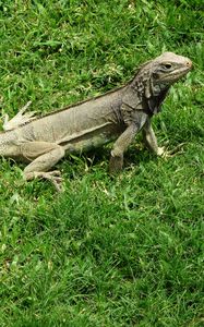 Preview wallpaper iguana, grass, lizard