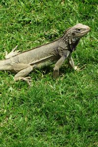 Preview wallpaper iguana, grass, lizard