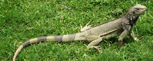 Preview wallpaper iguana, grass, lizard