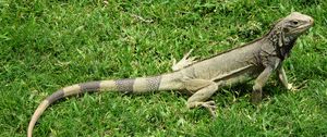 Preview wallpaper iguana, grass, lizard