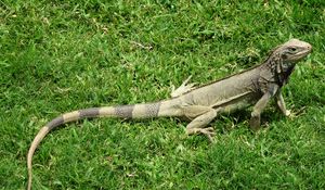 Preview wallpaper iguana, grass, lizard