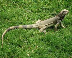 Preview wallpaper iguana, grass, lizard