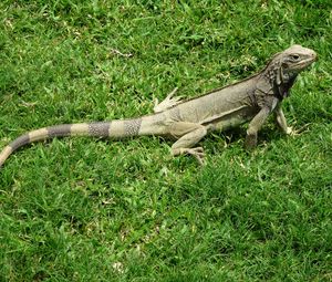 Preview wallpaper iguana, grass, lizard