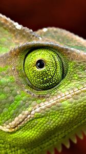 Preview wallpaper iguana, head, eyes, scales