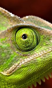 Preview wallpaper iguana, head, eyes, scales