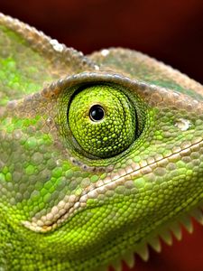 Preview wallpaper iguana, head, eyes, scales