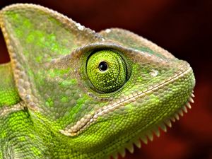 Preview wallpaper iguana, head, eyes, scales