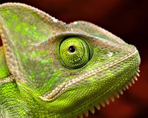 Preview wallpaper iguana, head, eyes, scales