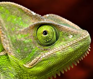 Preview wallpaper iguana, head, eyes, scales