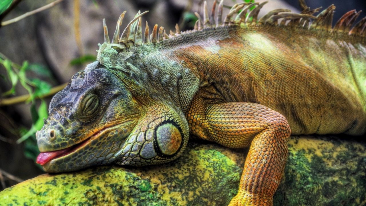 Wallpaper iguana, large, reptile, tree