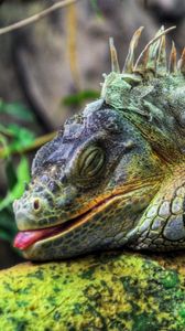 Preview wallpaper iguana, large, reptile, tree