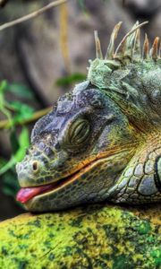 Preview wallpaper iguana, large, reptile, tree