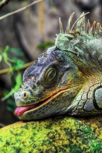 Preview wallpaper iguana, large, reptile, tree