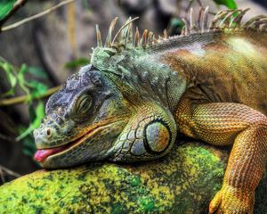 Preview wallpaper iguana, large, reptile, tree