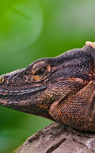 Preview wallpaper iguana, lizard, face, color, reptile