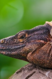 Preview wallpaper iguana, lizard, face, color, reptile