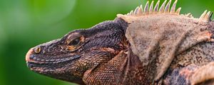 Preview wallpaper iguana, lizard, face, color, reptile