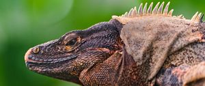 Preview wallpaper iguana, lizard, face, color, reptile