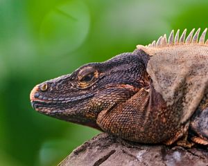 Preview wallpaper iguana, lizard, face, color, reptile