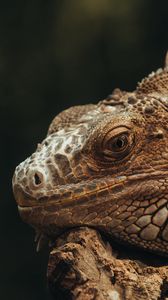 Preview wallpaper iguana, lizard, glance, scales