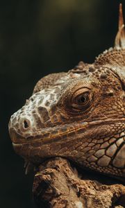 Preview wallpaper iguana, lizard, glance, scales