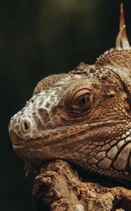 Preview wallpaper iguana, lizard, glance, scales