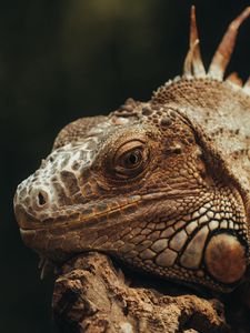 Preview wallpaper iguana, lizard, glance, scales