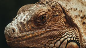 Preview wallpaper iguana, lizard, glance, scales