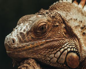 Preview wallpaper iguana, lizard, glance, scales