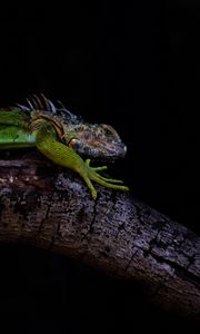 Preview wallpaper iguana, lizard, green, reptile