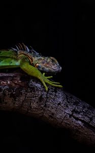 Preview wallpaper iguana, lizard, green, reptile