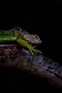 Preview wallpaper iguana, lizard, green, reptile