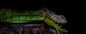 Preview wallpaper iguana, lizard, green, reptile