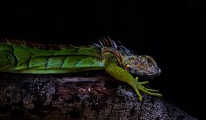 Preview wallpaper iguana, lizard, green, reptile