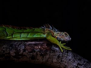 Preview wallpaper iguana, lizard, green, reptile