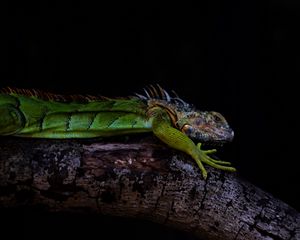 Preview wallpaper iguana, lizard, green, reptile