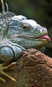 Preview wallpaper iguana, lizard, jungle, reptile