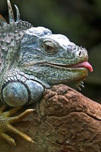 Preview wallpaper iguana, lizard, jungle, reptile