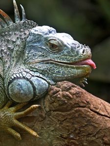 Preview wallpaper iguana, lizard, jungle, reptile