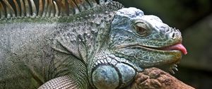 Preview wallpaper iguana, lizard, jungle, reptile