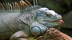 Preview wallpaper iguana, lizard, jungle, reptile